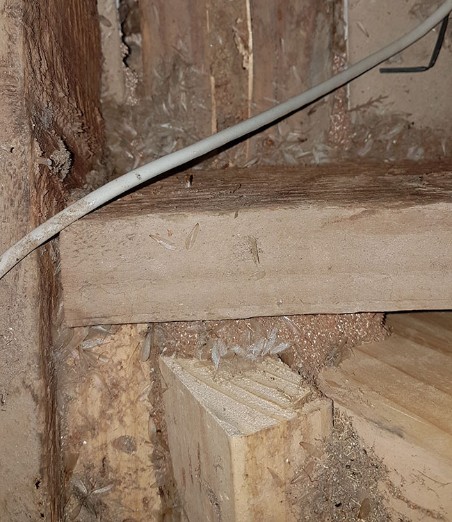 Termite damage on timber